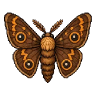 Porchlight moth